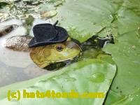 /home//u458753944/public_html/sourcegallery//////////////////////Frogs/More bullfrogs/P8180207.JPG